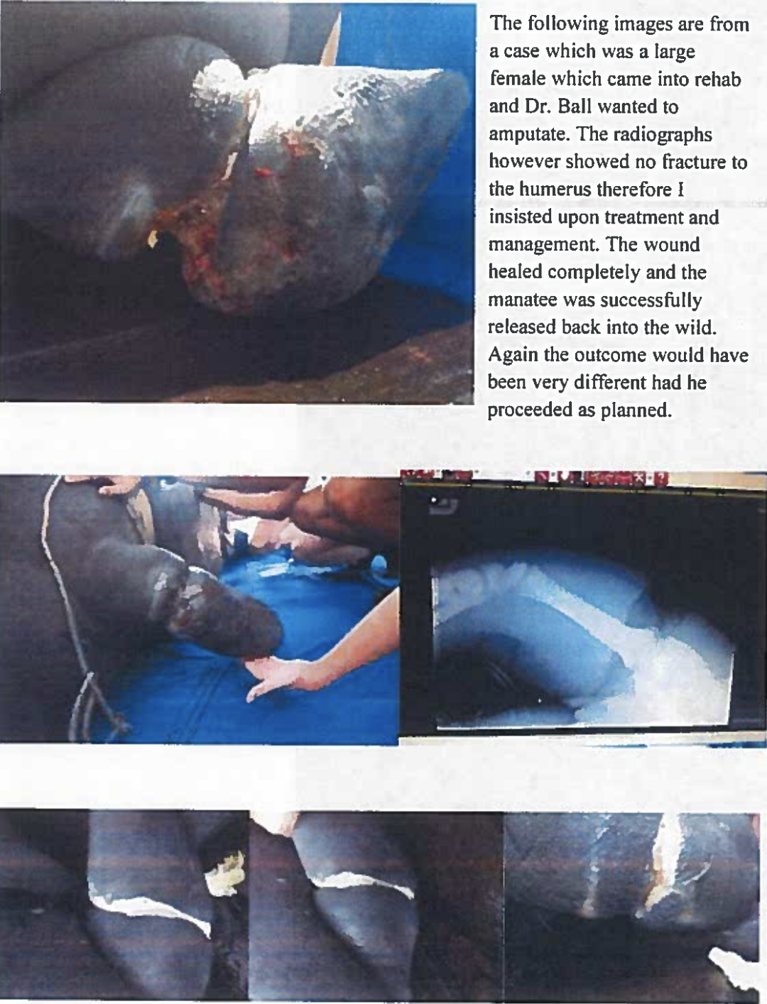 Manatee 7